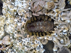 Acanthopleura gemmata