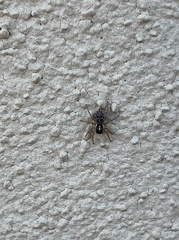Menemerus semilimbatus