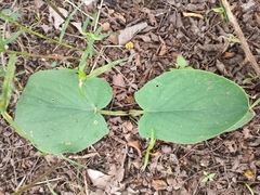 Angiospermae