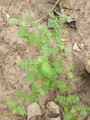 Fabaceae