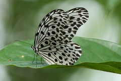 Idea lynceus