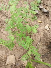 Fabaceae