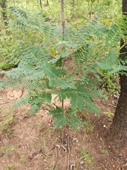 Mimosoideae