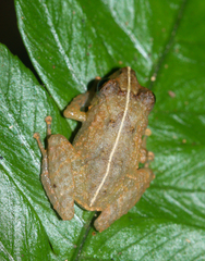 Diasporus