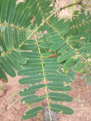 Mimosoideae