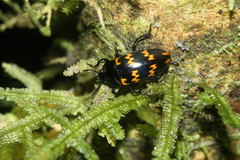 Pselaphacus curvipes