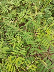 Fabaceae