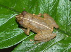 Diasporus