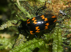 Pselaphacus curvipes