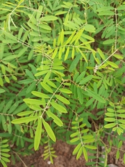 Fabaceae
