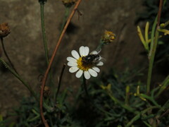 Miltogramma aurifrons