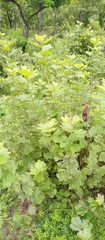 Magnoliopsida