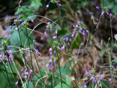 Allium carinatum