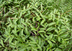 Lobelia concolor