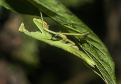 Stagmomantis theophila