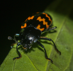 Pselaphacus curvipes