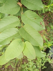 Magnoliopsida