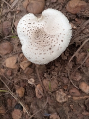 Fungi