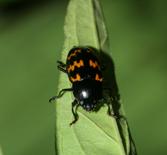 Pselaphacus curvipes