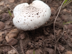 Fungi