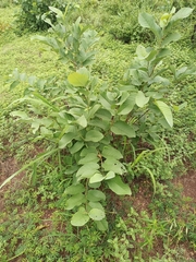 Magnoliopsida