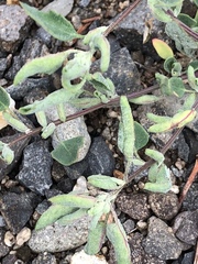 Chenopodium atrovirens