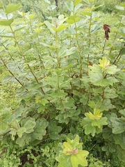 Cochlospermum planchonii