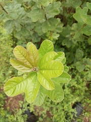Cochlospermum planchonii