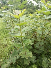 Cochlospermum planchonii