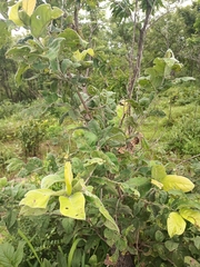 Magnoliopsida