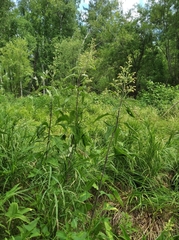 Parasenecio hastatus