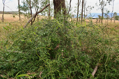 Secamone elliptica