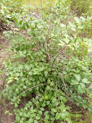 Ziziphus mauritiana
