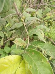Magnoliopsida