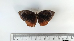 Elymnias hypermnestra