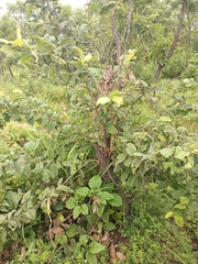 Magnoliopsida