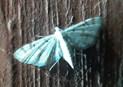 Lepidoptera
