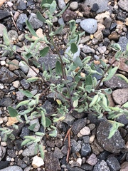 Chenopodium atrovirens