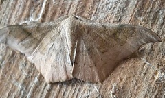 Lepidoptera