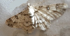 Lepidoptera
