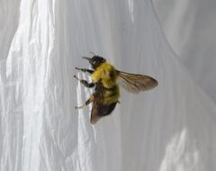 Bombus melanurus