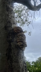 Fungi