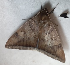 Lepidoptera