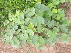 Malvaceae