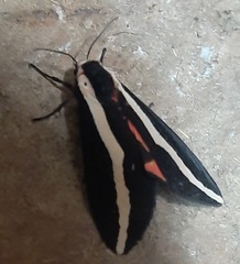 Lepidoptera