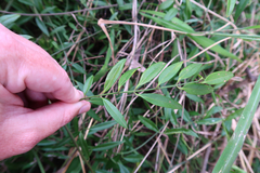 Secamone elliptica