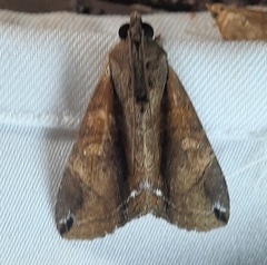 Lepidoptera