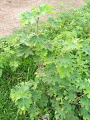 Malvaceae