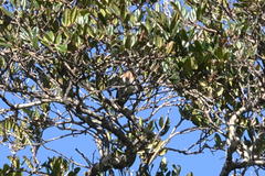 Chrysococcyx ruficollis