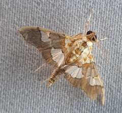 Lepidoptera
